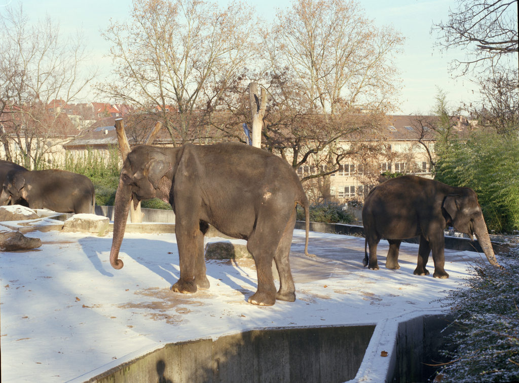 Elephants at Stuttgart Zoo